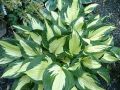 Funkia - Hosta ETERNAL FLAME
