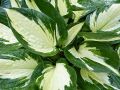 Funkia - Hosta ETERNAL FLAME