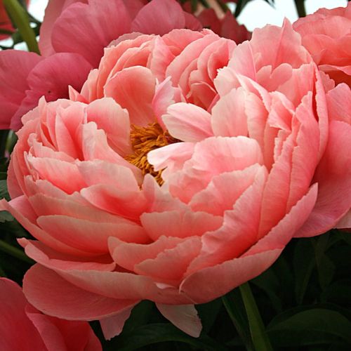 Piwonia CORAL SUNSET