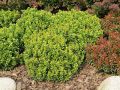 Berberys Thunberga KOBOLD