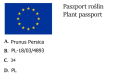 Nektarynka i Brzoskwinia na JEDNYM drzewie DUO