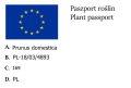 Śliwa MIRABELKA z Nansy w doniczce
