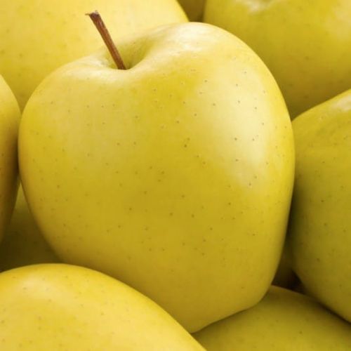Jabłoń GOLDEN DELICIOUS