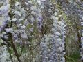 Wisteria ERANTHEMA 160cm