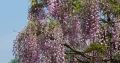 Wisteria ERANTHEMA 160cm