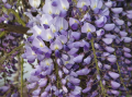 Wisteria ERANTHEMA 160cm
