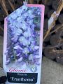 Wisteria ERANTHEMA 160cm