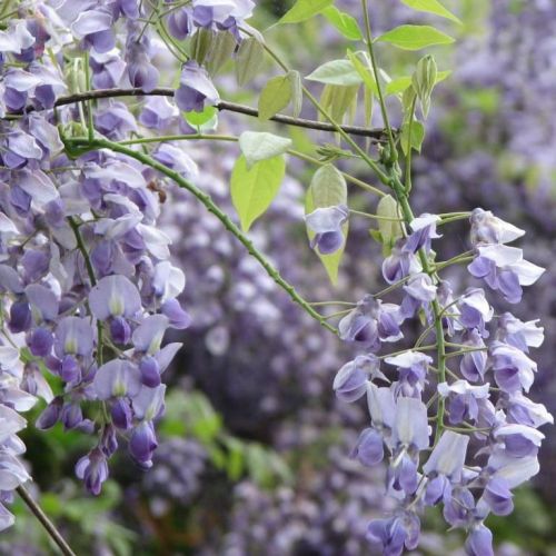 Wisteria Glicynia ERANTHEMA 160cm