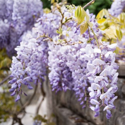 Wisteria Glicynia MACROBOTRYS 160 cm SZCZEPIONA