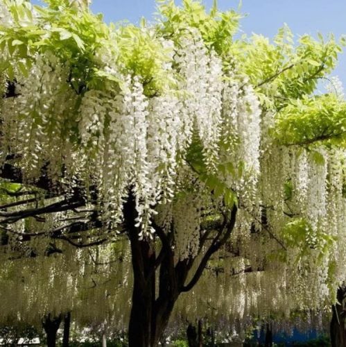 Wisteria Glicynia LONGISSIMA ALBA 160 cm SZCZEPIONA