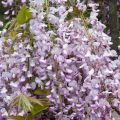Wisteria Glicynia TUSCANY ROSE