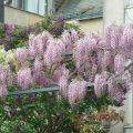 Wisteria Glicynia TUSCANY ROSE