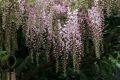Wisteria Glicynia TUSCANY ROSE