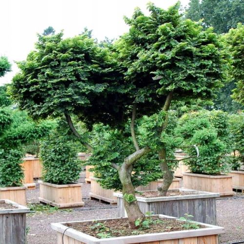 Wiąz HILLIER BONSAI