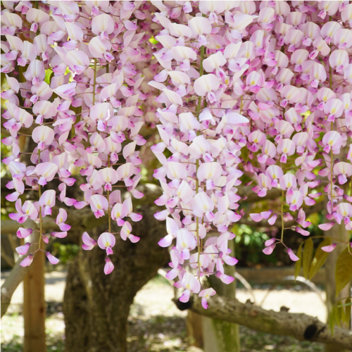 Wisteria Glicynia ROSEA 160cm SZCZEPIONA