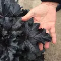 Żurawka BLACK PEARL