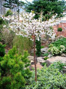 Wiśnia KOJOU NO MAI na pniu 40 cm