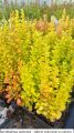 Berberys Thunberga GOLDEN TOWER