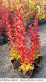 Berberys thunberga VULCANO
