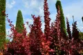 Berberys thunberga VULCANO
