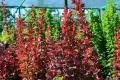 Berberys thunberga VULCANO