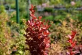 Berberys thunberga VULCANO