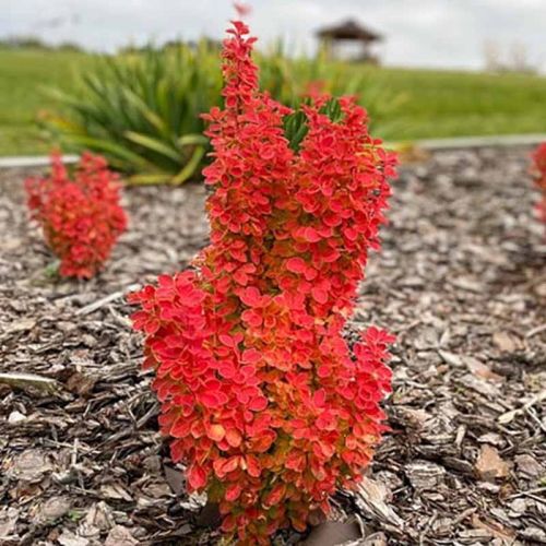 Berberys thunberga VULCANO