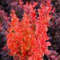Berberys thunberga VULCANO