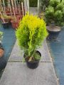 Thuja AUREA NANA