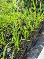 Liliowiec Ogrodowy STELLA D'ORO
