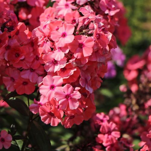 Floks wiechowaty SWEET SUMMER RED