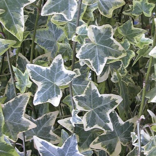 Bluszcz pospolity VARIEGATA