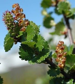 Brzoza karłowata NANA