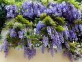 Wisteria Kwiecista LUDWIK LAWIN