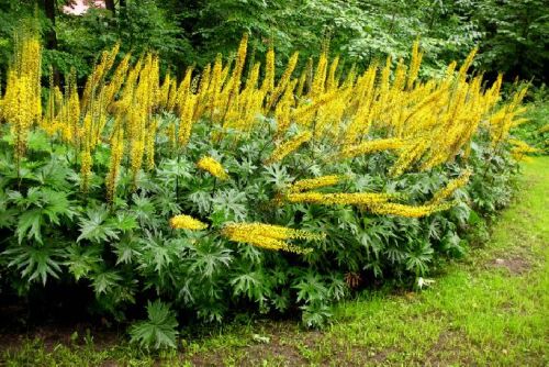 Języczka PRZYWALSKIEGO