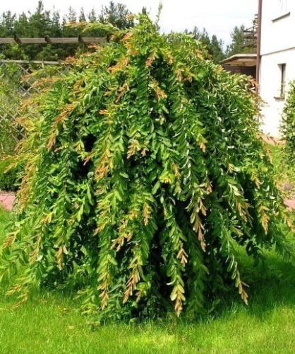 Wierzba INTEGRA Pendula na pniu