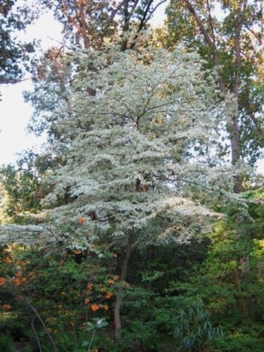 Wiąz Polny ARGENTEOVARIEGATA