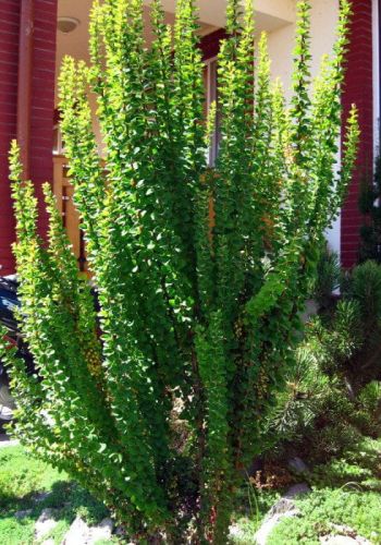 Berberys Thunberga ERECTA