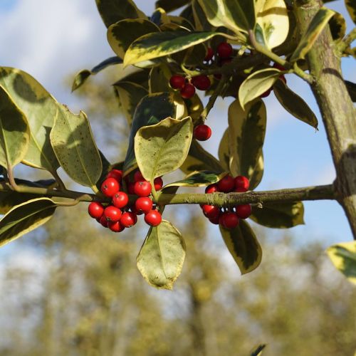 Ostrokrzew GOLDEN KING