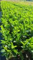 Laurowiśnia Wschodnia ROTUNDIFOLIA