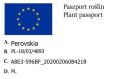 Perowskia.jpg