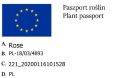 róża pnąca.jpg