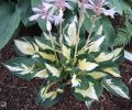 Funkia - Hosta ETERNAL FLAME