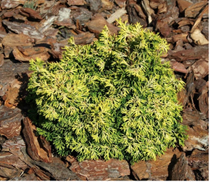 Cyprysik tępołuskowy BRION