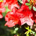 Azalia japońska RADJA