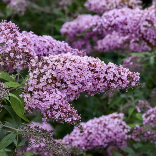 Budleja PINK CASCADE