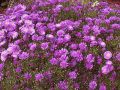 Aster ISLAND SAMOA