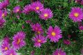 Aster ISLAND TONGA