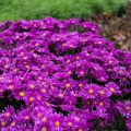 Aster ISLAND TONGA