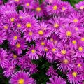 Aster ISLAND TONGA